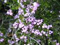 urze campestre  (Erica arborea)1